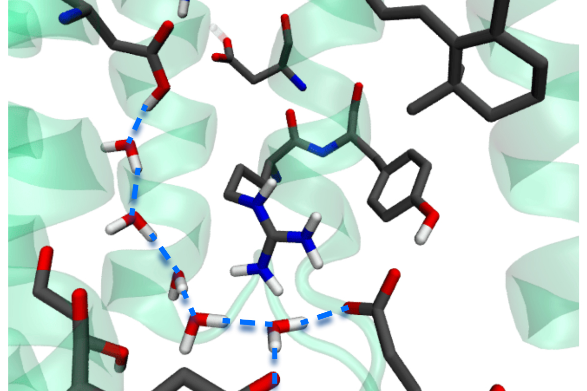 Найденный методом компьютерного моделирования «провод» из молекул воды для переноса протона между двумя аминокислотными остатками. © ACS Physical Chemistry Au 